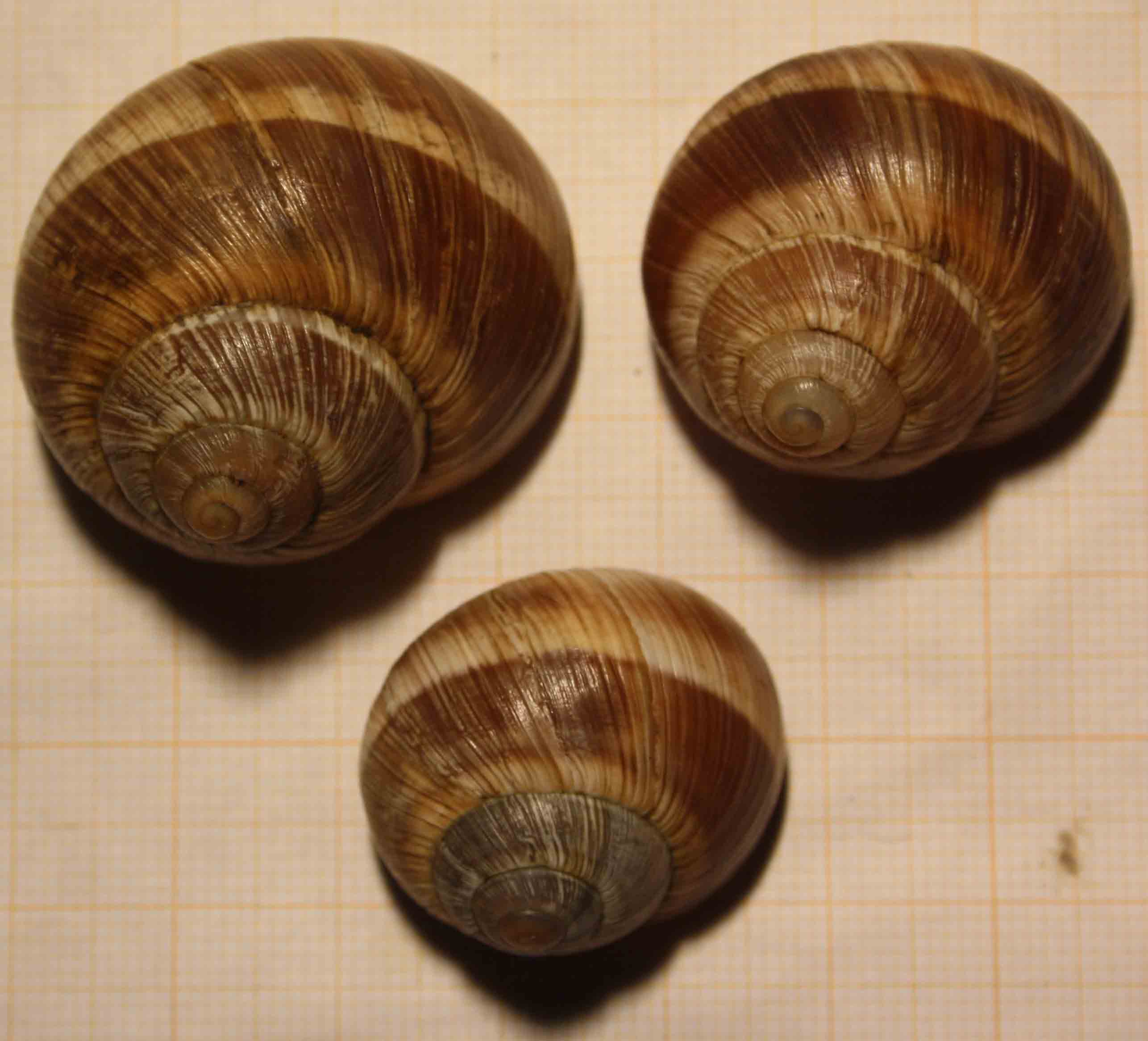 da identificare: dalla valle del Santerno (Imola)